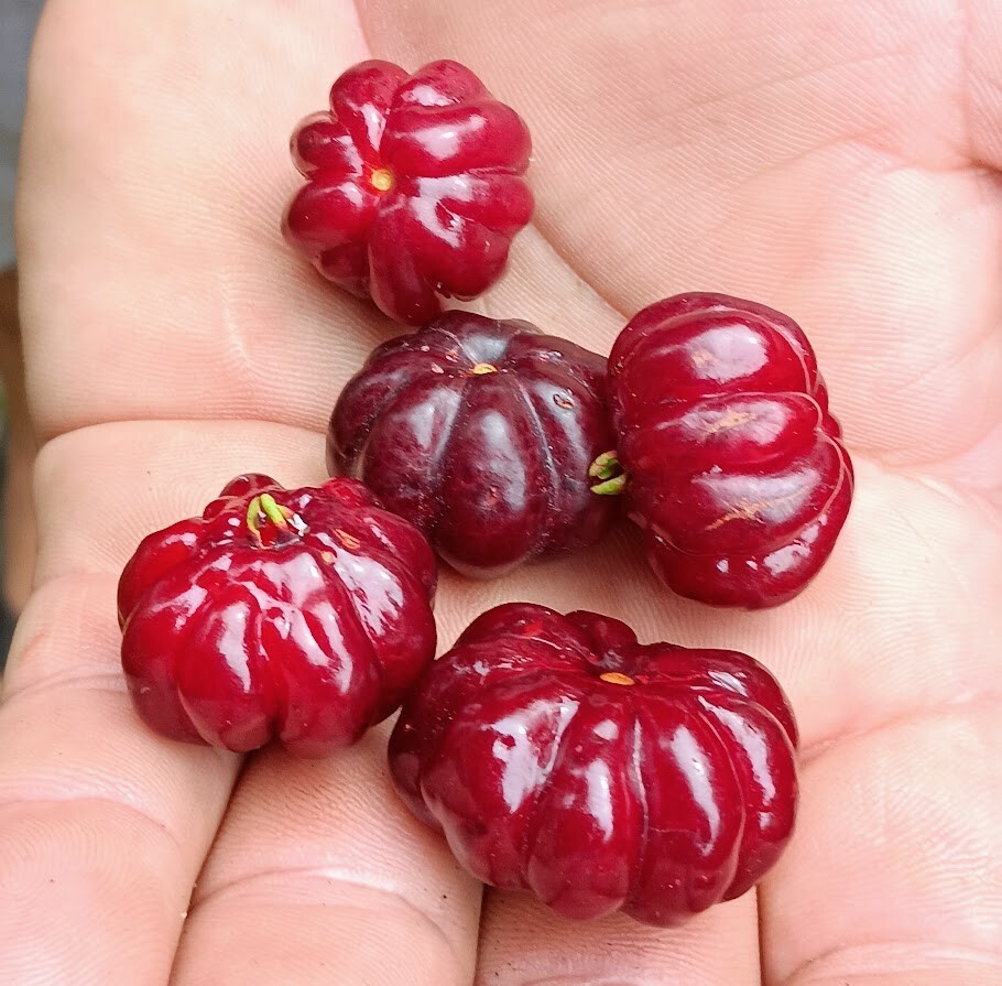 Juicy Red Pitanga – Eugenia uniflora – Surinam Cherry