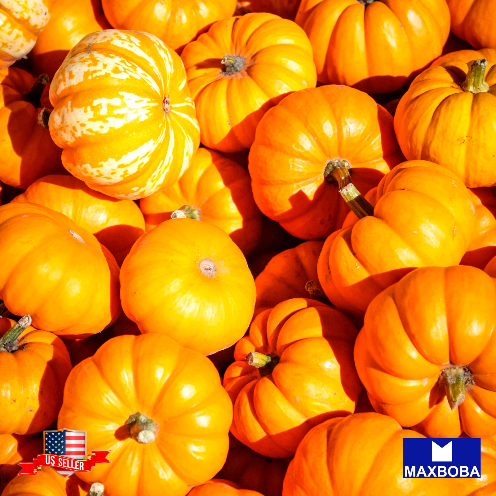 Pumpkin Seeds – Jack Be Little Non-GMO / Heirloom / Vegetable Garden Fresh