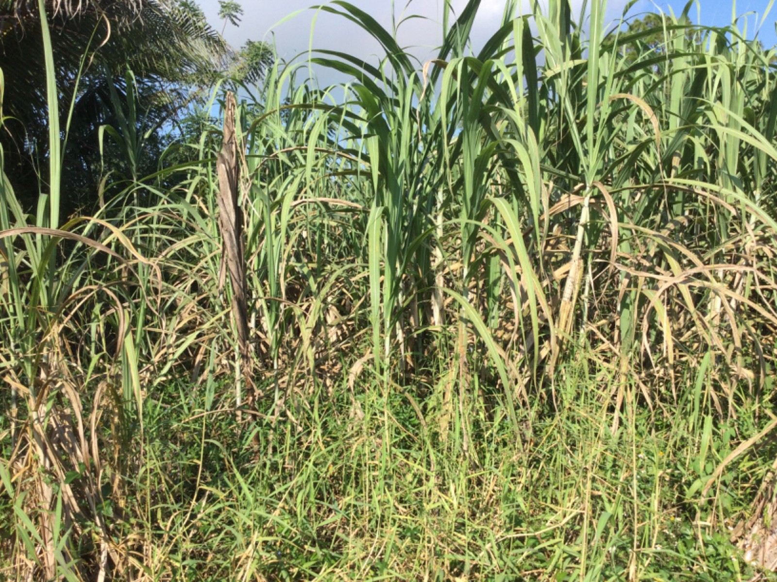  A least 10 Pieces of Sugar Cane @ 11 inches long. Organic Farm Grown in Florida
