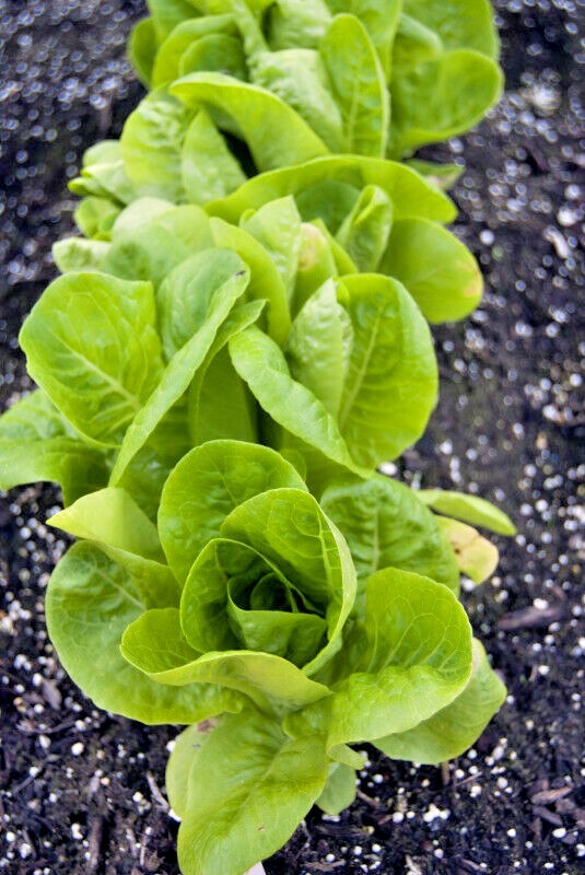 600+LITTLE GEM BUTTERHEAD Seed Leaf Lettuce Organic Spring Fall Garden Container