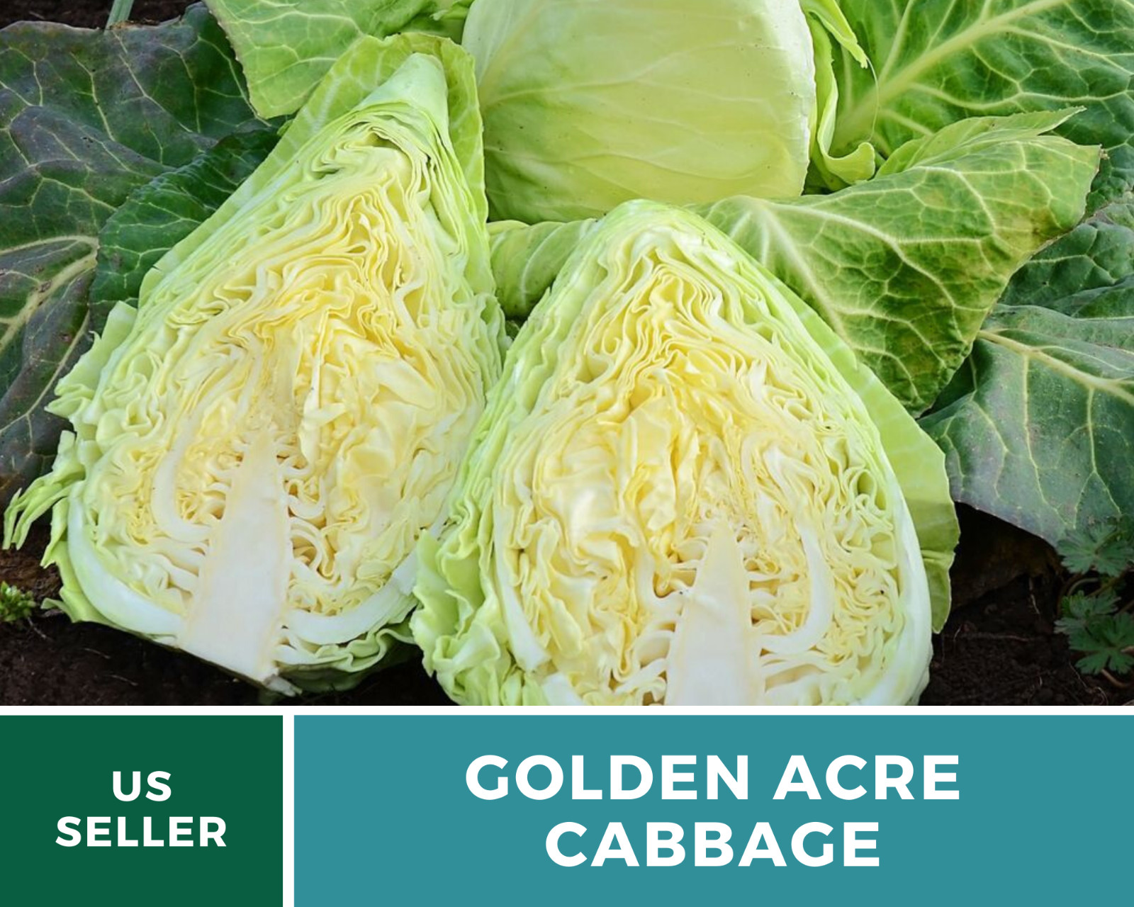 Cabbage, Golden Acre – 200 Seeds – Sow Spring & Summer – Heirloom – NonGMO