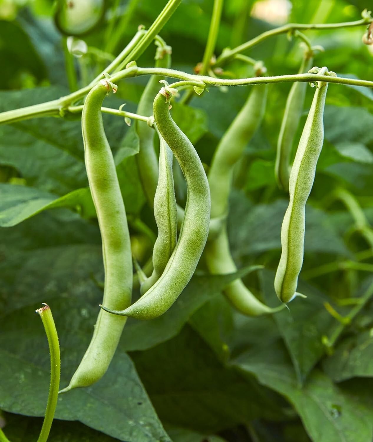 Fast-Growing 8 oz Blue Lake 274 Bush Bean Seeds – Perfect for Fresh Cooking