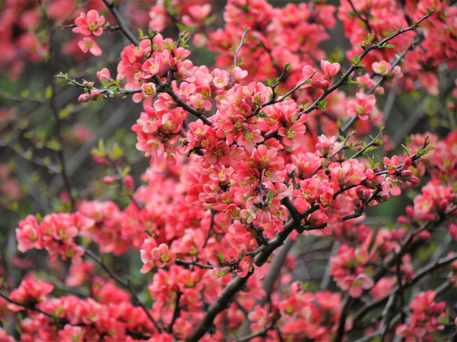 100+ Japanese Quince Seeds (Chaenomeles japonica) Bonsai Graft Landscape