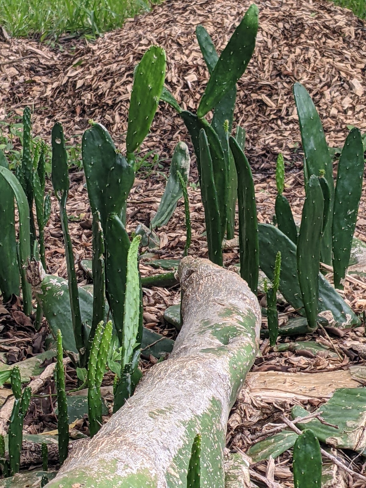 Spineless Thornless Edible, Prickly Pear Cactus, Pad Leaf Cuttings