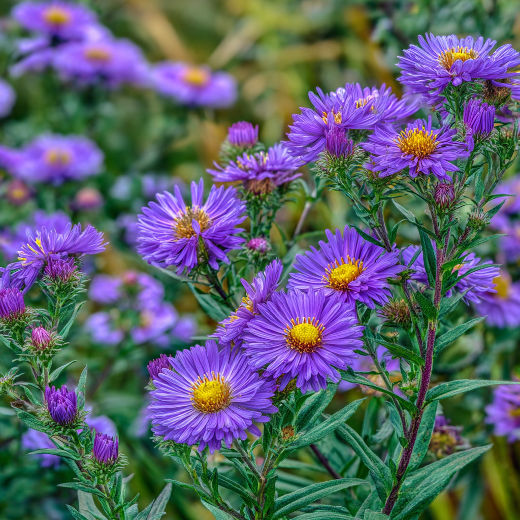 New England Aster Seeds – 300 Purple Blooms | Pollinator & Fall Garden Favorite