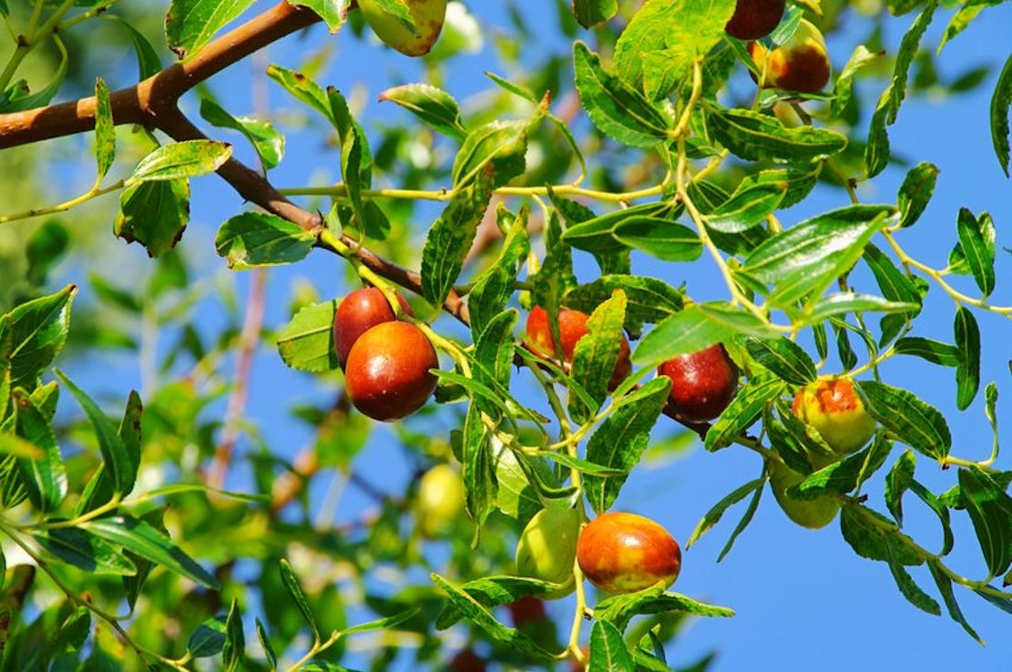 Ziziphus mauritania Ber Tree 10 Seeds Small Evergreen-See Description Zizyphus