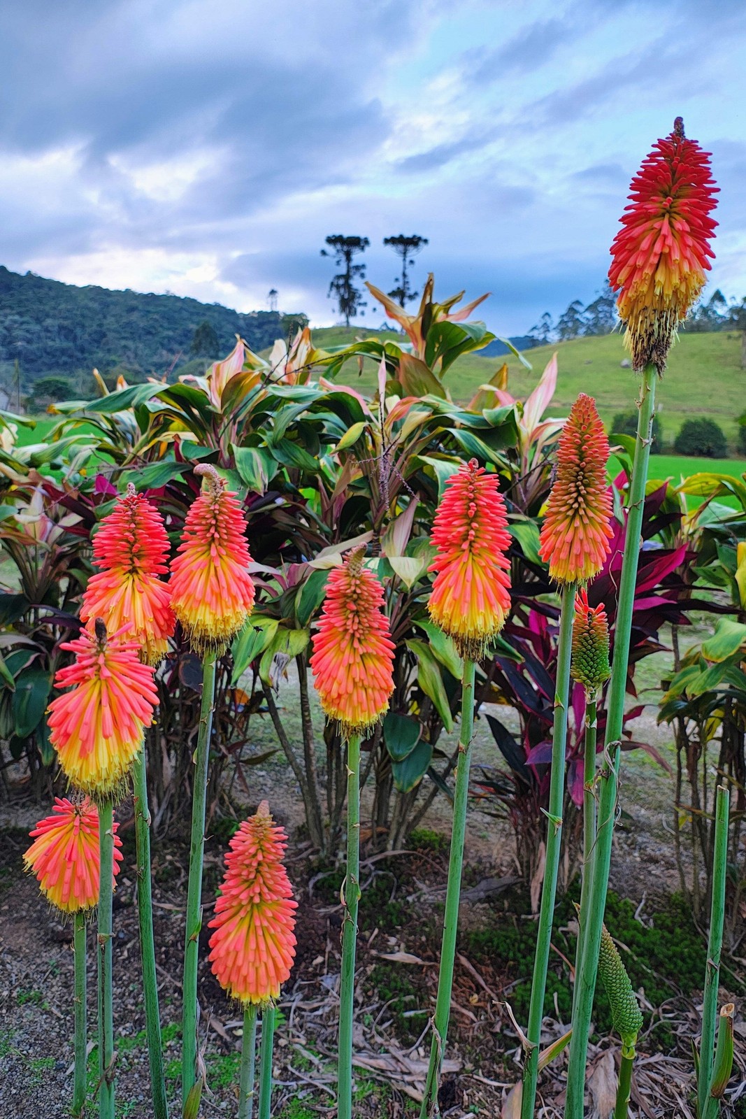 50 TORCH LILY Red Hot Poker / Tritoma / Kniphofia Uvaria Flower Seeds