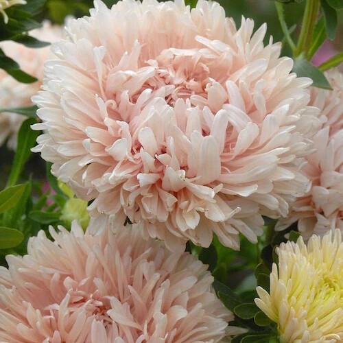 Peony / Paeony Duchess Apricot Aster Seeds | 50 – 1,000 Seeds | Free Ship 1233