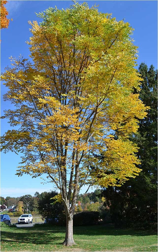 1 Kentucky Coffee tree in container 8-10″ (with free Orange tree)