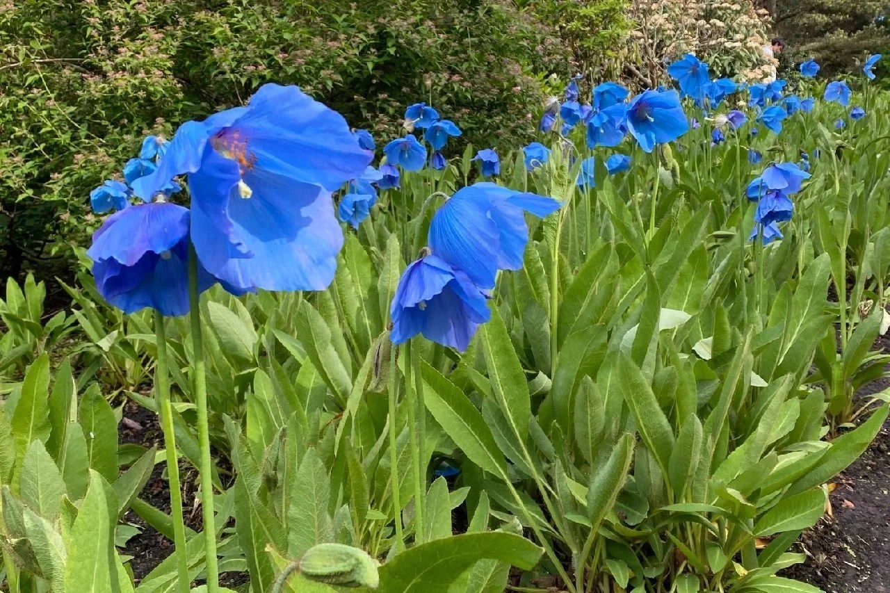 7800 Pcs Blue Papaver Rhoeas Seeds for Planting. Himalayan Rare Blue Poppy Seeds