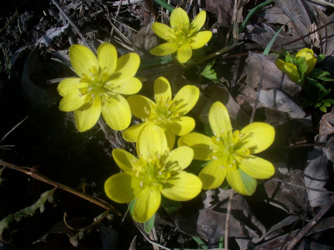 100 SEEDS WINTER ACONITE