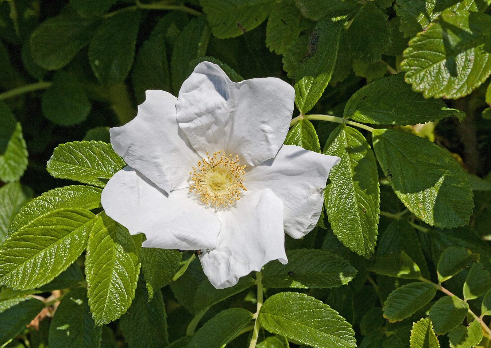 10 WHITE JAPANESE ROSE Rosa Rugosa Alba Bush Shrub Flower Seeds *Flat Shipping