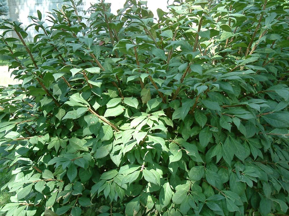 Burning Bush, Euonymus alatus, Shrub Seeds