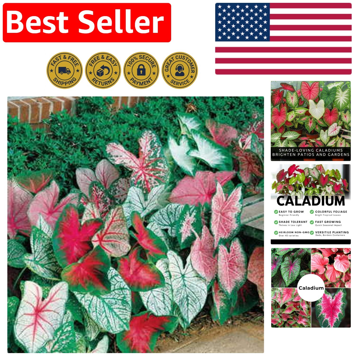 Elegant 10-Pack of Caladium Bulbs – Stunning Color for Indoor & Outdoor Displays