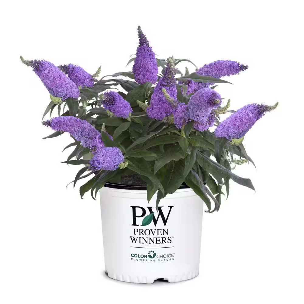 2 Gal. Pugster Amethyst Butterfly Bush (Buddleia) Live Flowering Shrub with Purp