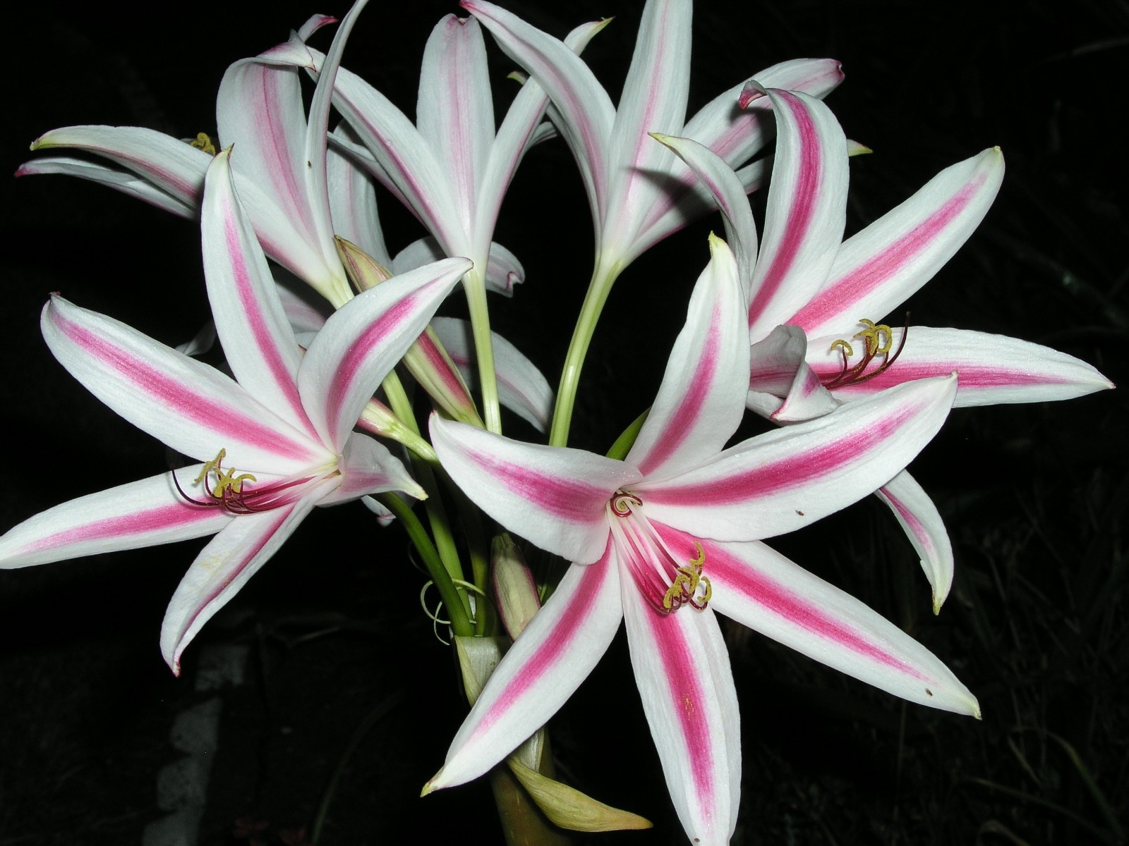 Crinum Lily, digweedii ‘Old City’, medium-size bulb – NEW, fantastic