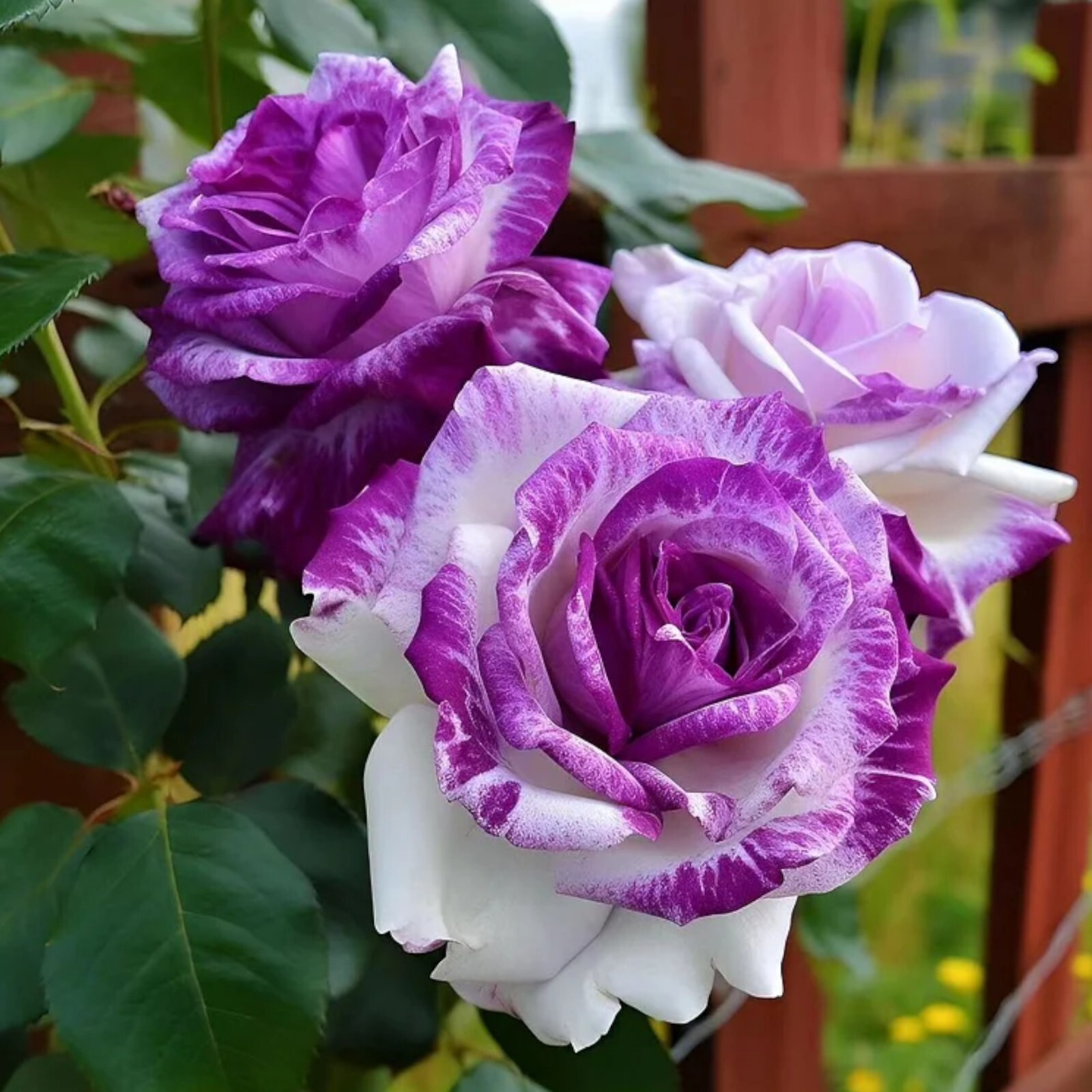 20pcs Rare Purple and White Twin Rose Seeds – Captivating Garden Contrasts