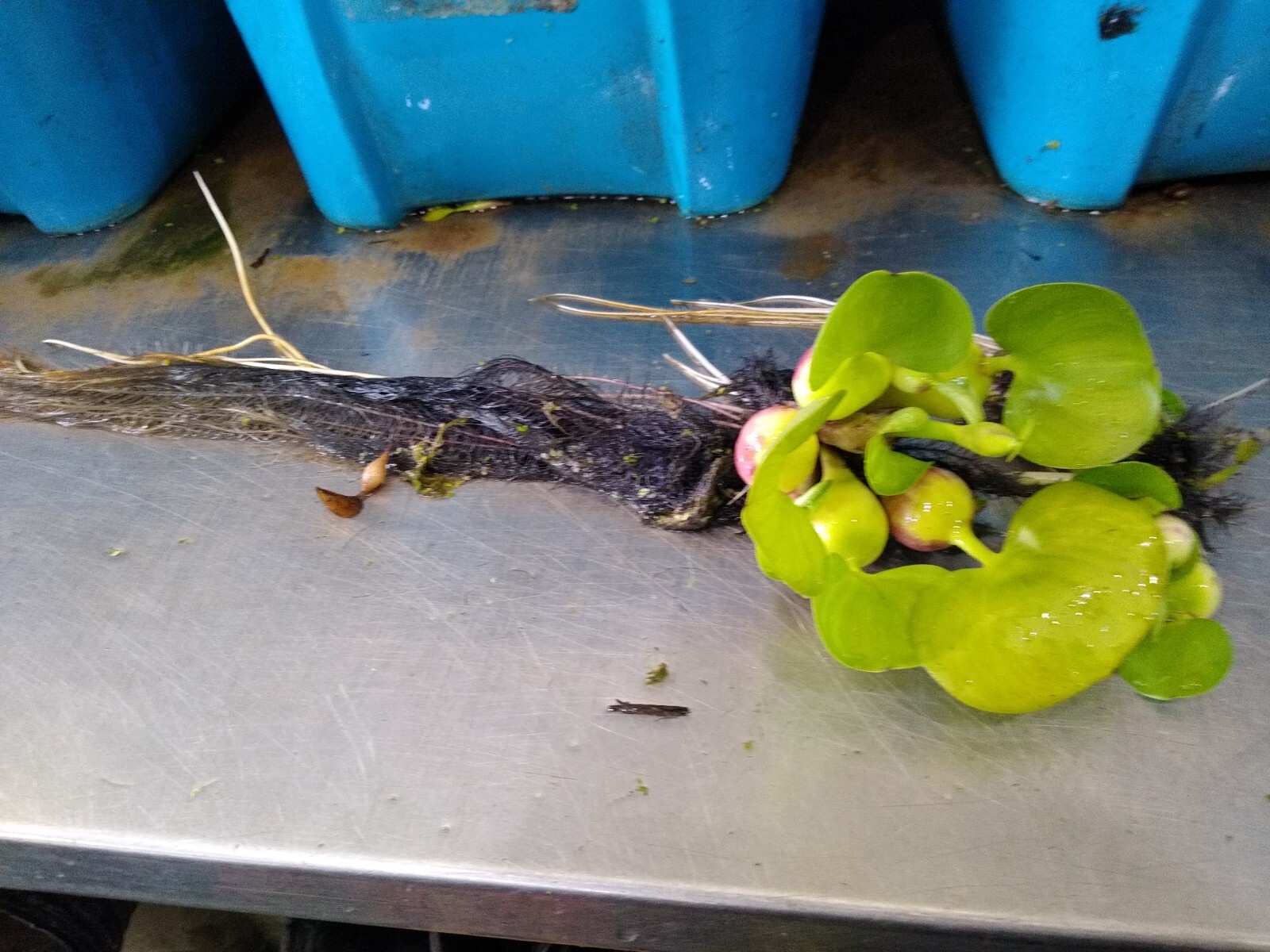 “50” HELEN’S WATER HYACINTH,KOI,POND,PLANT,ORGANIC,GROWN