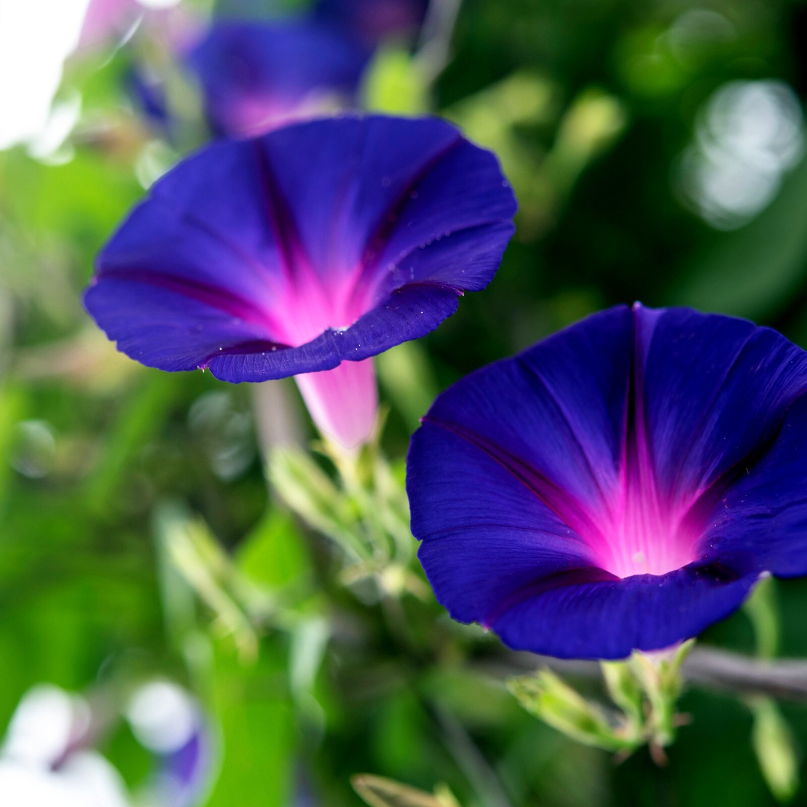 20 PURPLE MORNING GLORY FLOWER VINE SEEDS (Ipomoea purpurea) Hardy Climber Plant