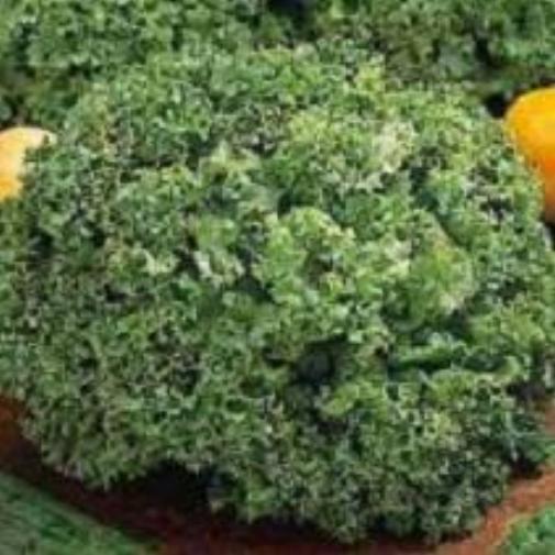 Direct Sow Food in 60 Days or Less 10000 + Seeds Heirloom OP Non GMO EASY GARDEN