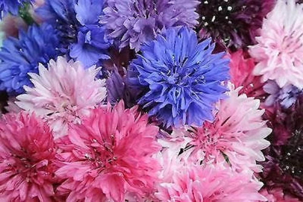 Bachelor Button Seeds, Tall Mix Seeds,”COOL BEANS N SPROUTS” Brand. Home Garden