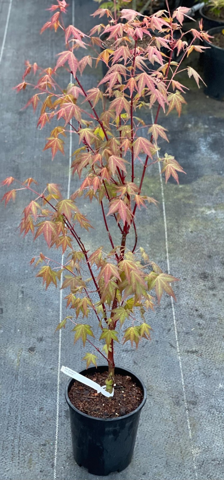 Acer palmatum ‘Pink Panther’ (Pink Panther Japanese Maple)
