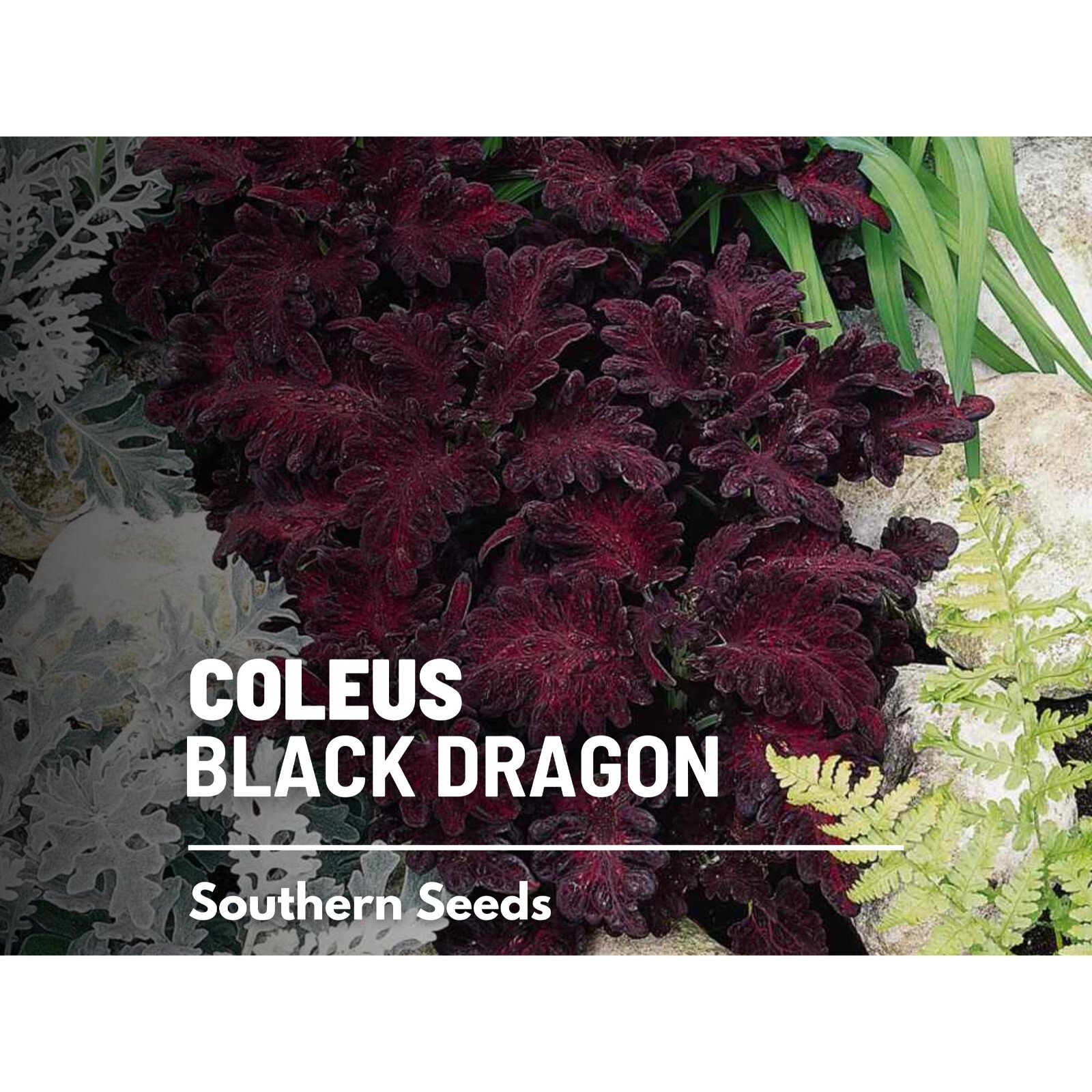 Coleus, Black Dragon (Plectranthus scutellarioides) – 20 Seeds – Heirloom Plant