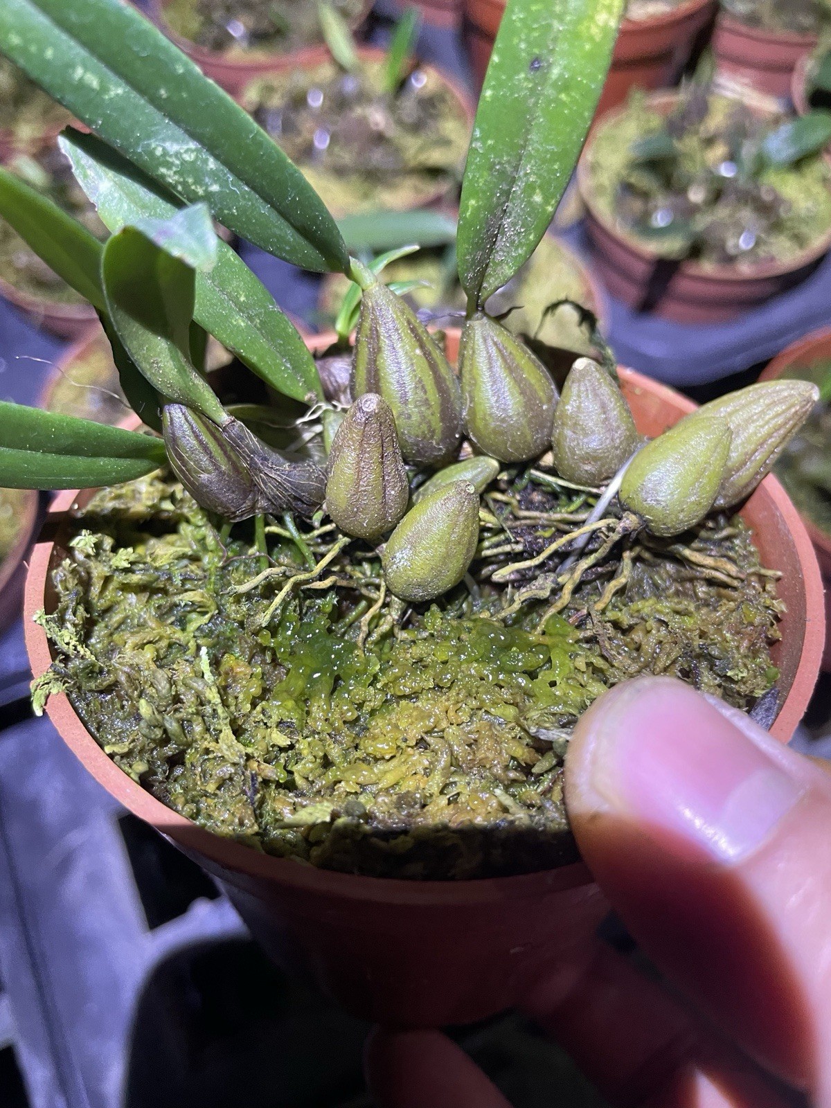 Bulbophyllum refractum Rare Miniature Species Orchid Established Plant