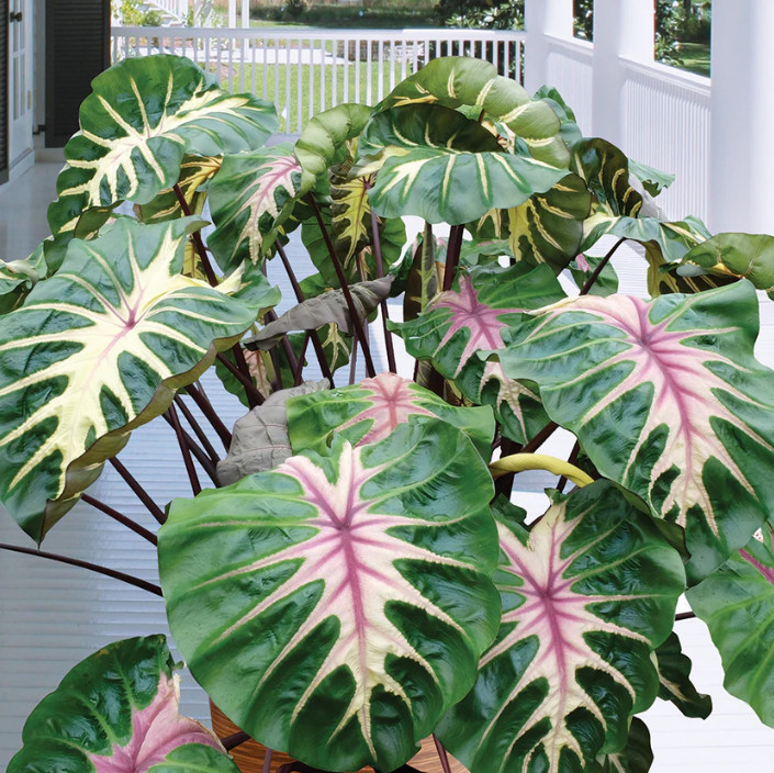Waikiki Colocasia Live Plant – 6-10″ Tall – Colorful Elephant Ear for Containers