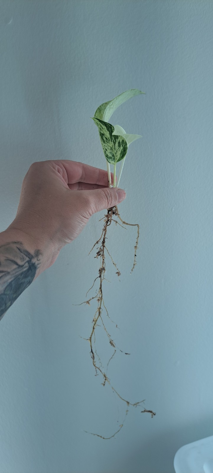 Snow Queen Pothos Rooted Cutting Plant High Variegation Marble Queen Houseplant