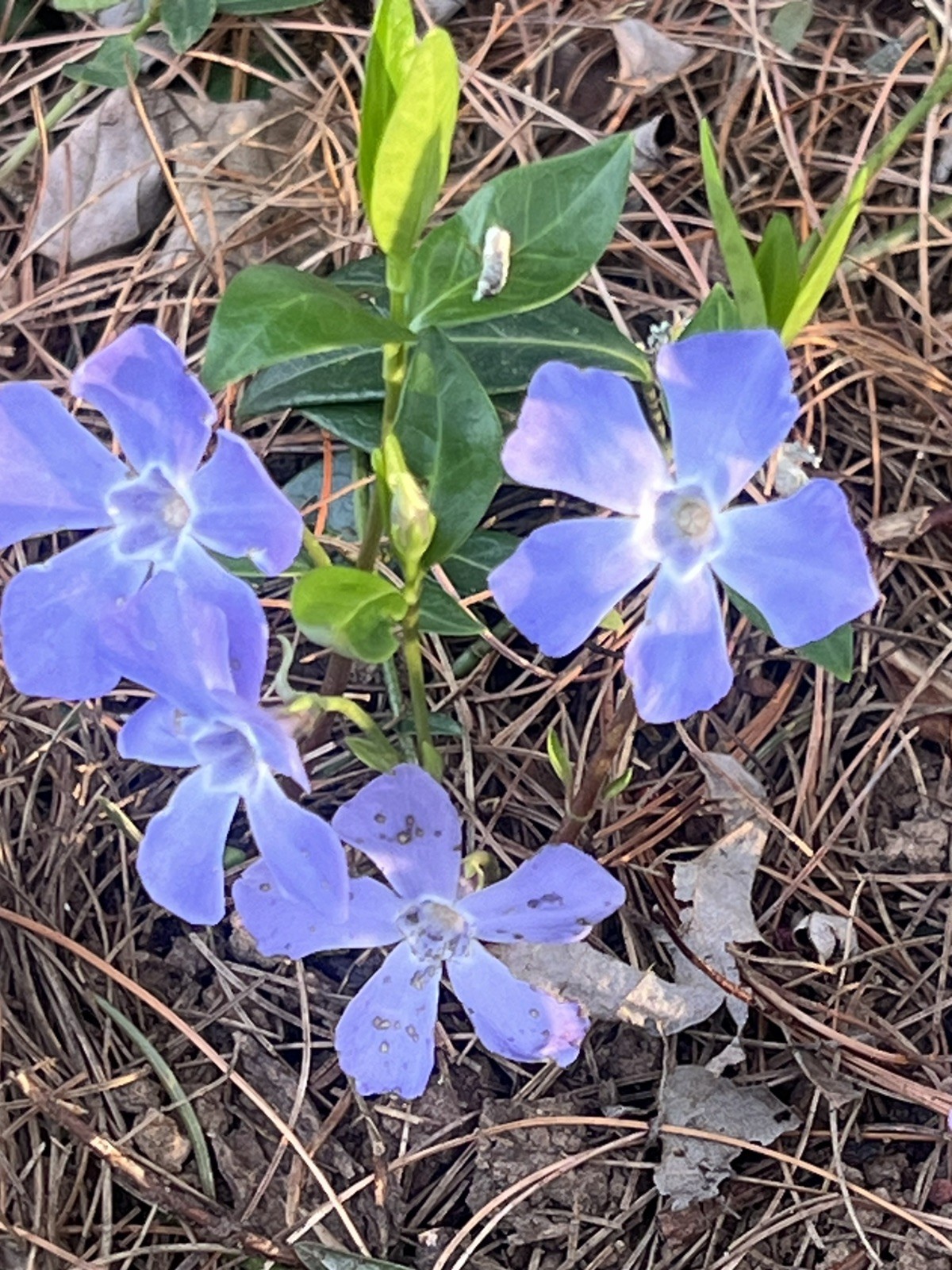 35 Creeping Myrtle Periwinkle Vinca Vines Flowering Plants Ground Cover, SHADE