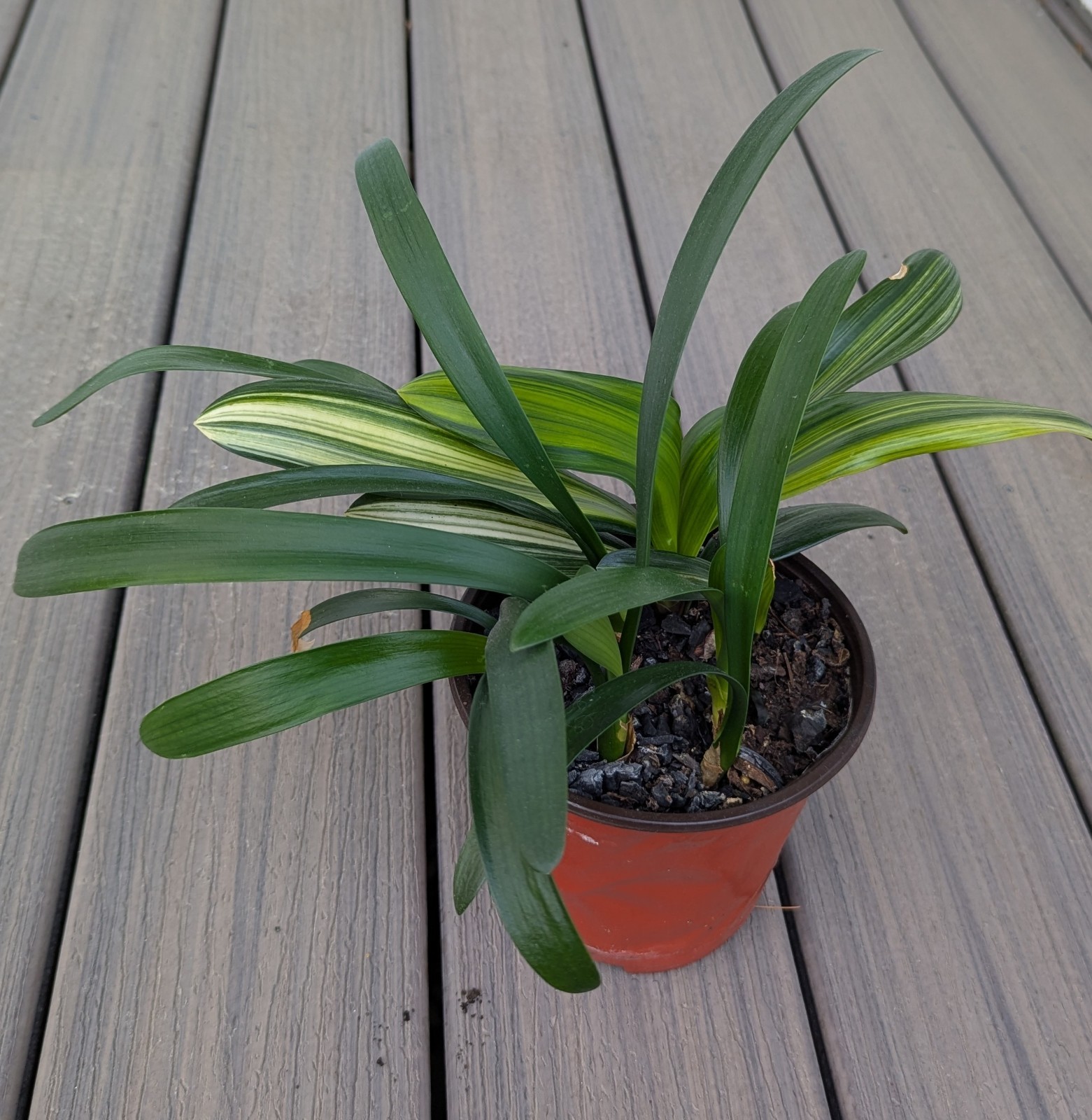 One Clivia Miniata Seedling plant, Hirao Green Cross, Green Flowers Expected