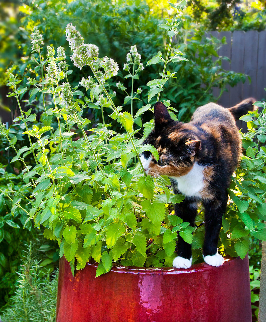 250+ Catnip Seed, Heirloom NON-GMO Fresh Seeds for Your Garden and Fur Babies
