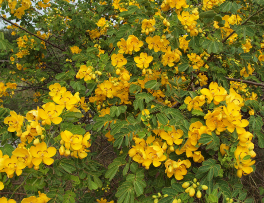 Set 4 Cassia Bicapsularis Starter Plant – 4-6″ Tall – Bright Yellow Flowers