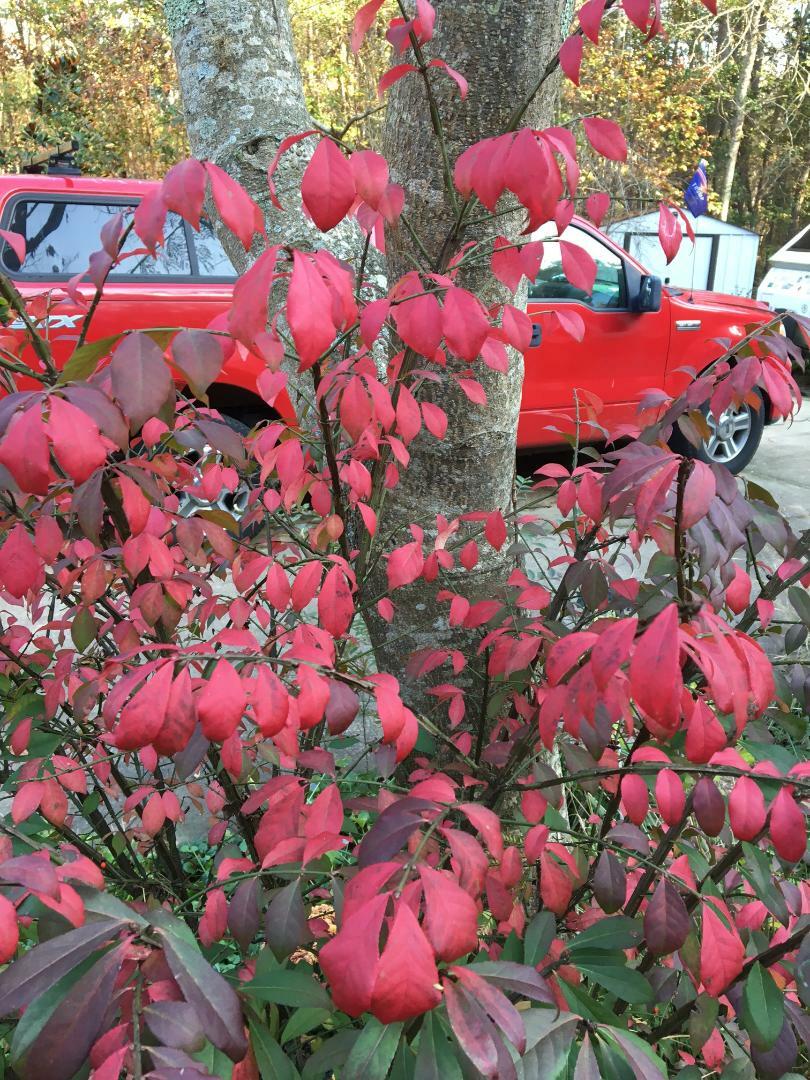 Red Burning Bush or Shrub ~ Shows Beautiful Fall Foliage ~ 50 Seeds USA Seller
