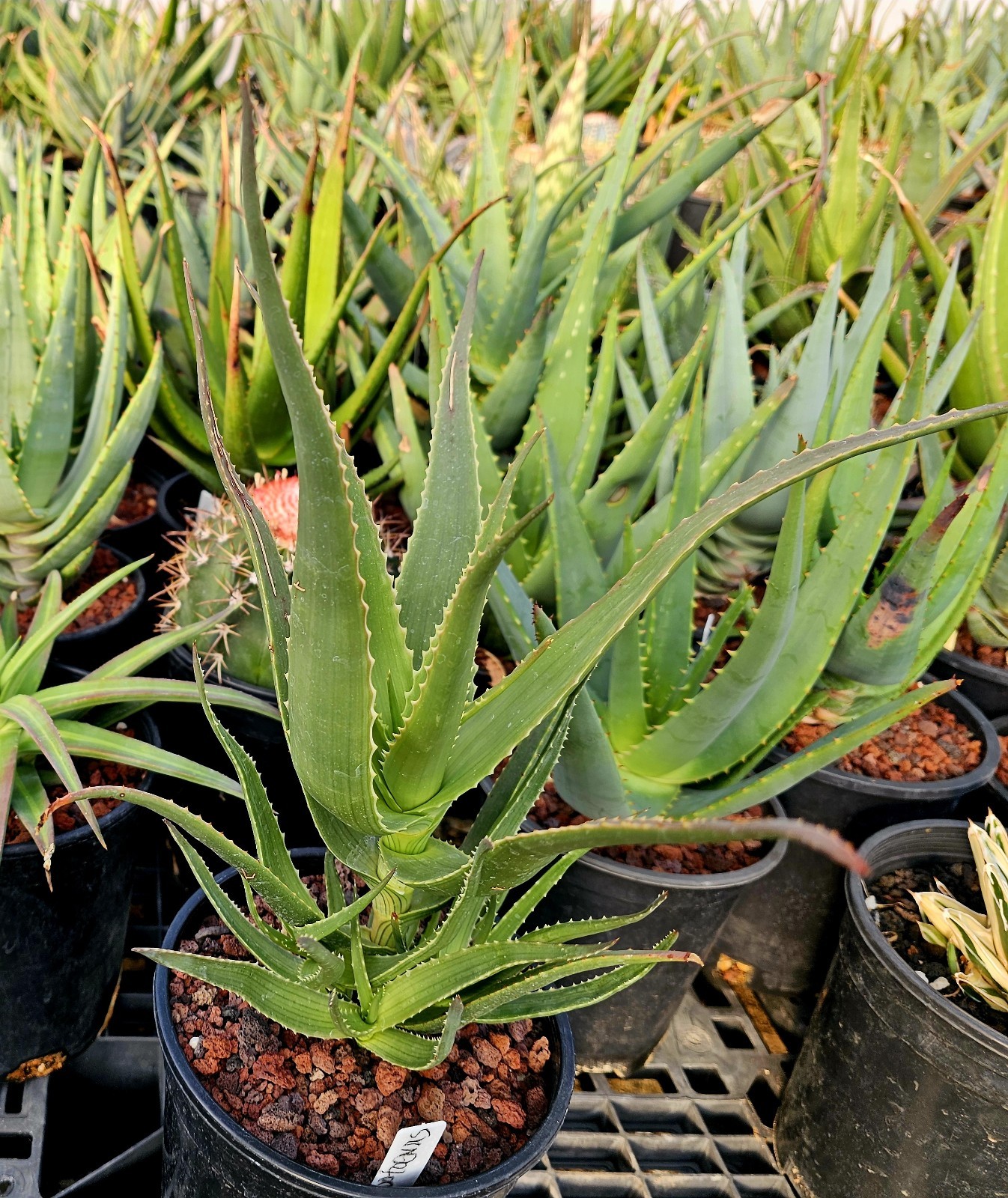 Rare 1g Aloe Mandotoensis – Madagascar Top Shelf Seed Grown