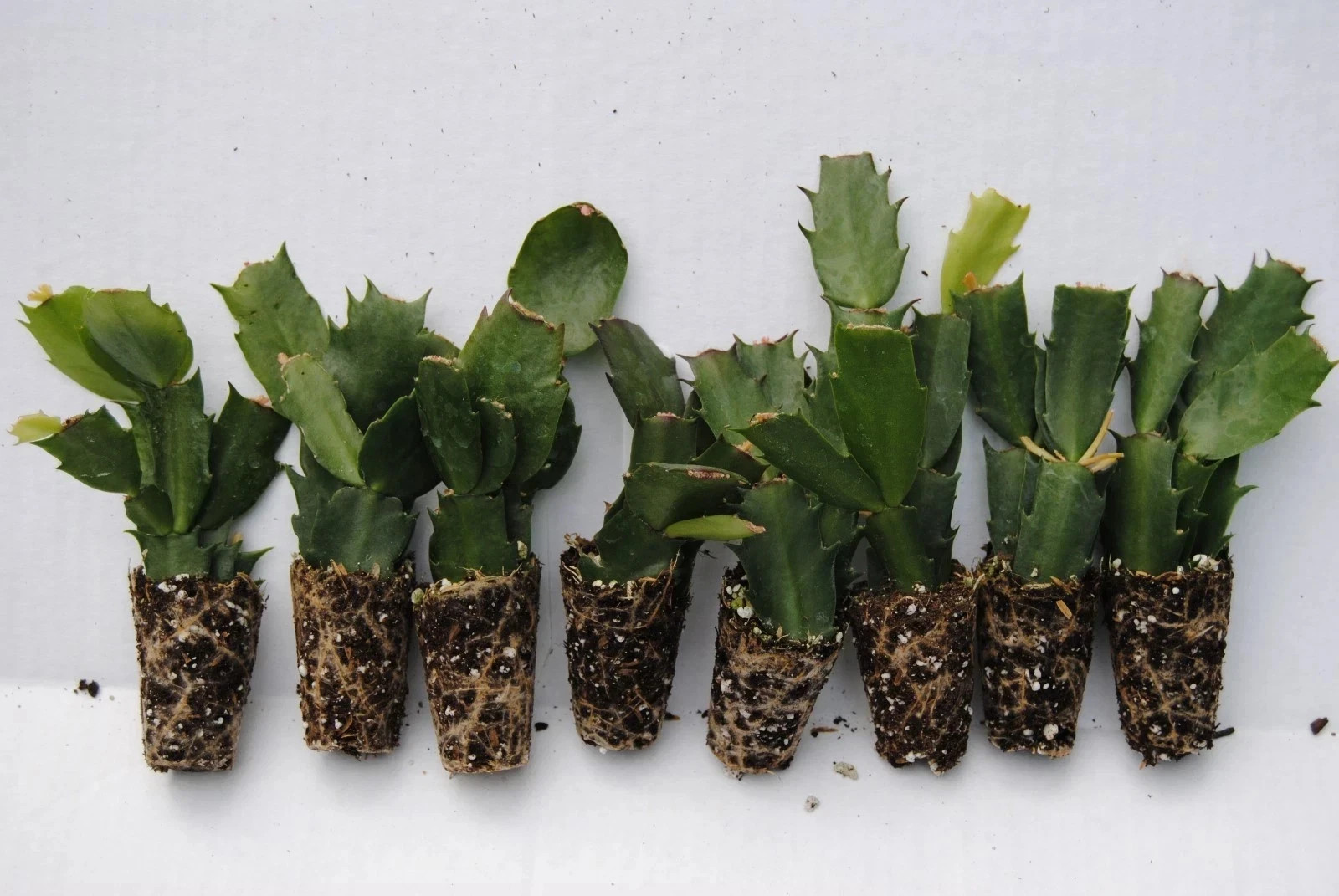 U Pick Any 16 Christmas Cactus/Schlumbergera Truncata Plants