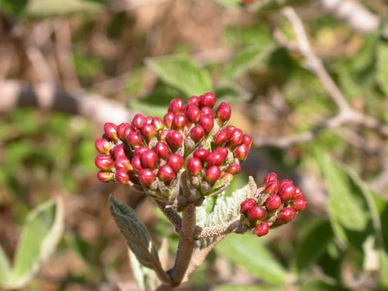 Koreanspice Viburnum 1 Live Potted Plant in 3.5 Inch Pot Fragrant