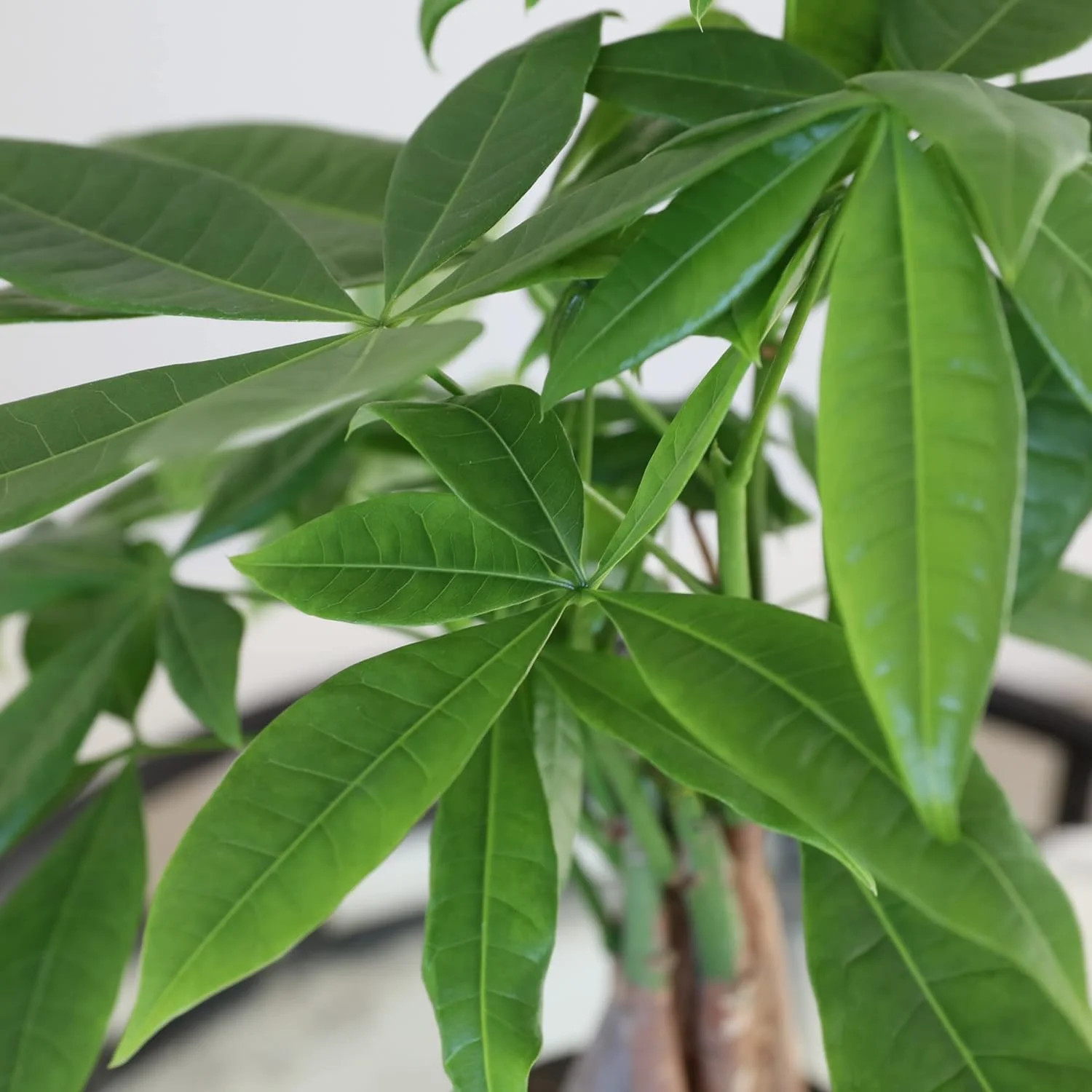 Just Add Ice 14-16″ Money Tree Live Plant in 5″ Brown Wood Pot, House Plant