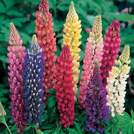 Russell Lupine LANDSCAPER’S PACK BULK Perennial 250 Seeds FALL PLANTING Non-GMO