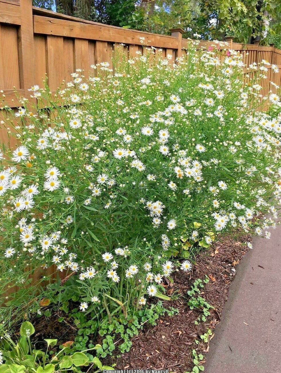 200+FALSE ASTER Seeds Perennial Native Wildflower Poor Soils Summer Fall Garden