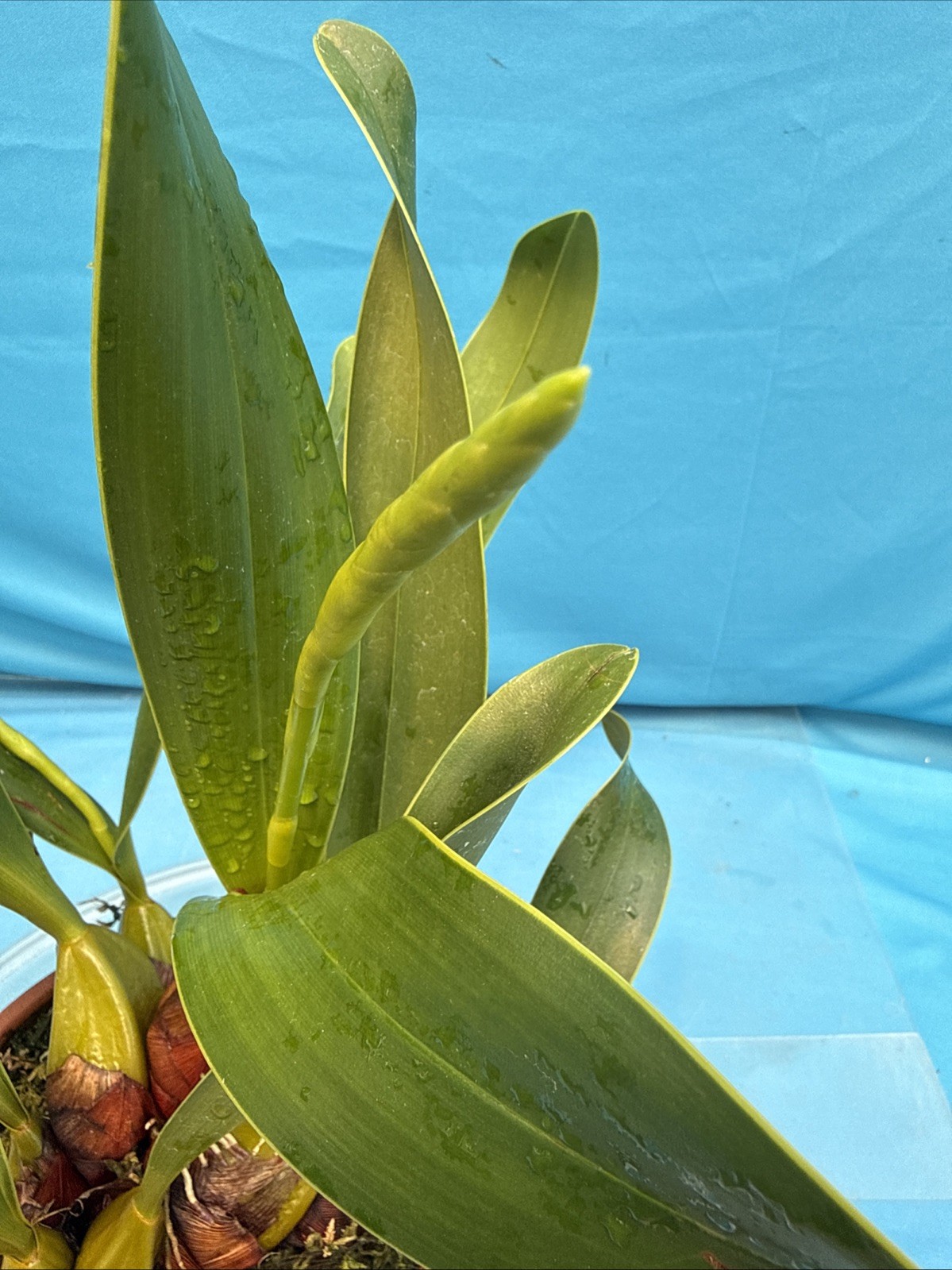 Epigeneium treacherianum ‘Anna Chai’ AM Fragrant Orchid Species 6” Pot 4 Spikes