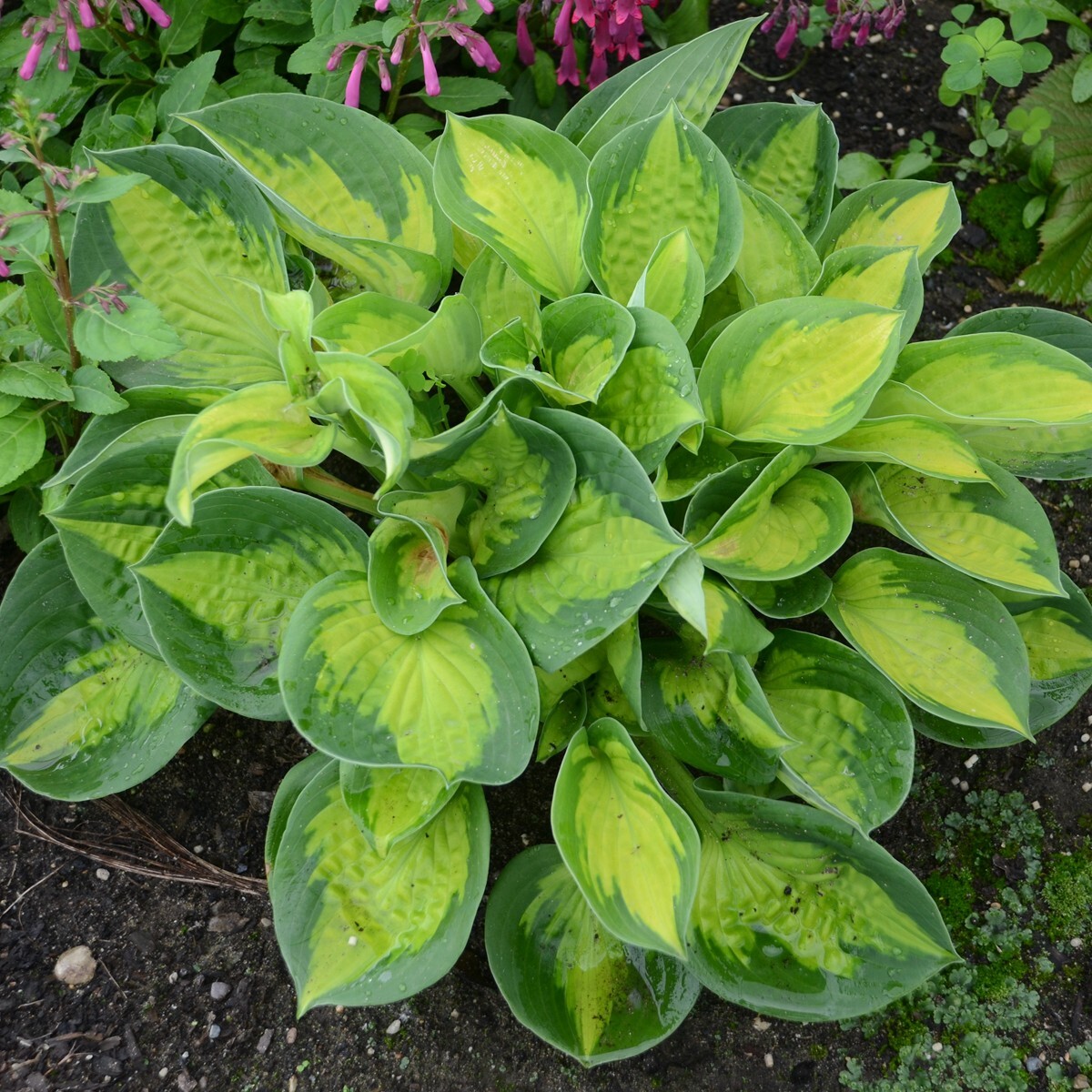 Hosta Pocketful of Sunshine 5.25″ Pot Well Rooted Perennial Shade Mini