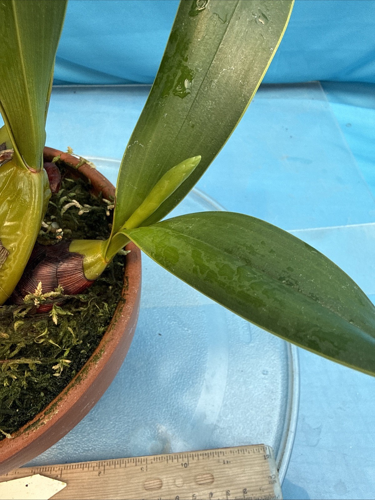 Epigeneium treacherianum ‘Anna Chai’ AM Fragrant Orchid Species 6” Pot 4 Spikes