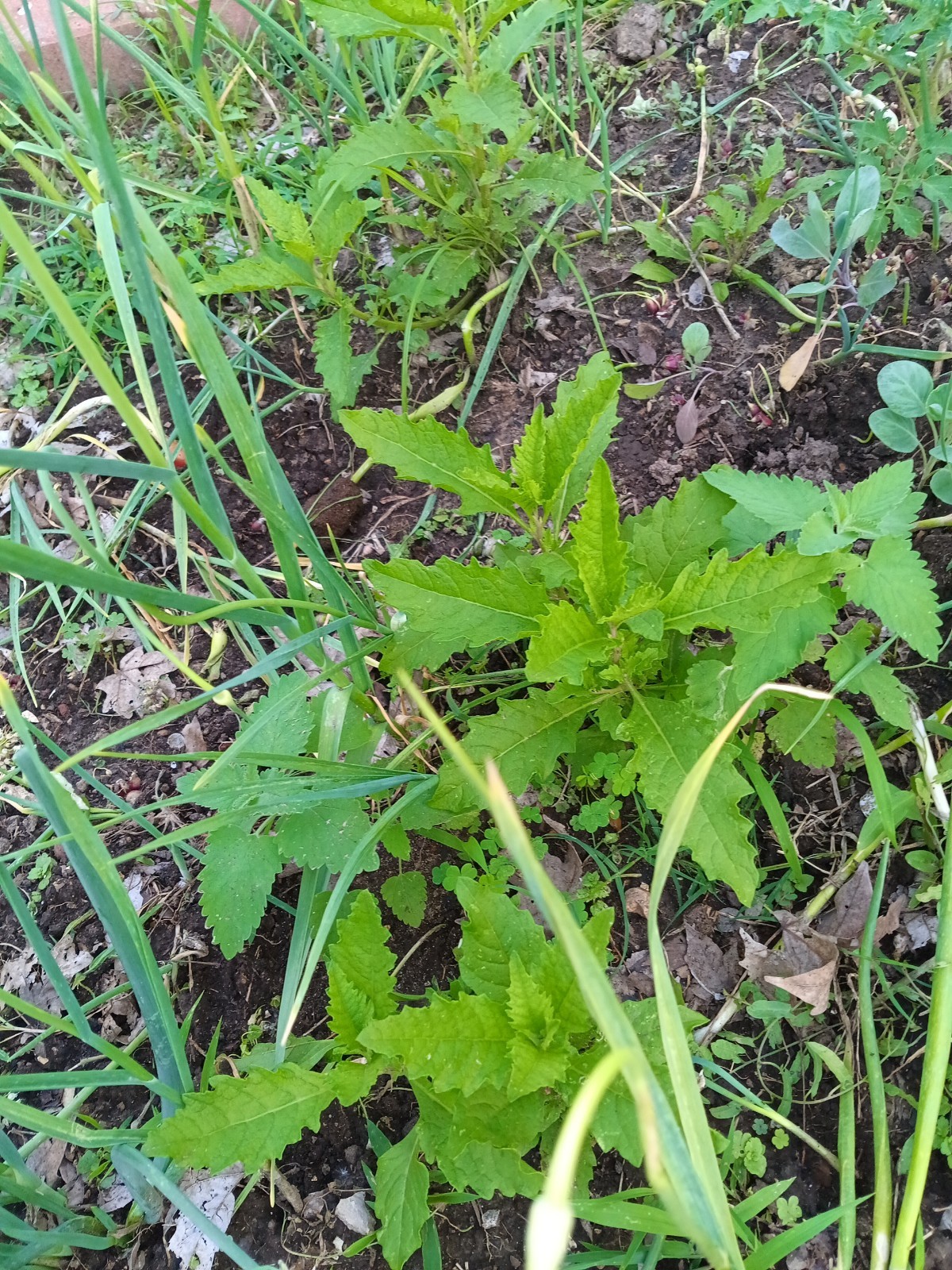 2 Epazote Plants Organically Grown