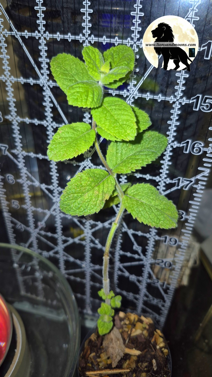 Apple Mint Live Plant 10 Inch Starter Plant Mentha Suaveolens Lionsandmoons