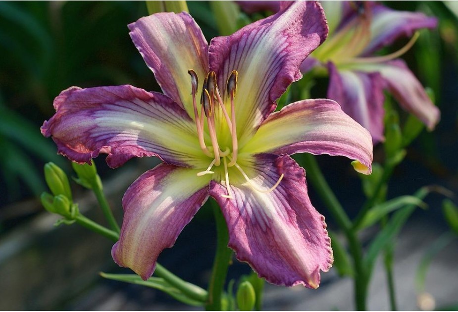 Daylily ‘Dragonfly Tattoo’ Lavender, Orchid Pink Blooms on 29″ Flower Scapes