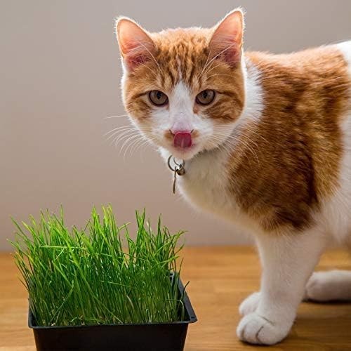 Organic Cat Grass Seeds – Non-GMO Wheatgrass, 12 oz Pet-Friendly Treat
