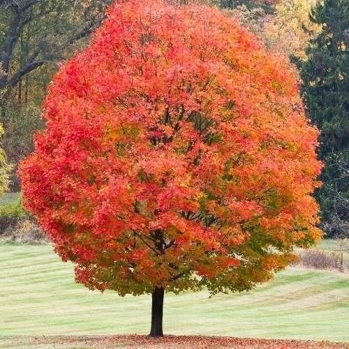 SUGAR MAPLE SEEDLINGS TREES FOR SYRUP BEST EVER. FREE SHIPPING 10PK For $99