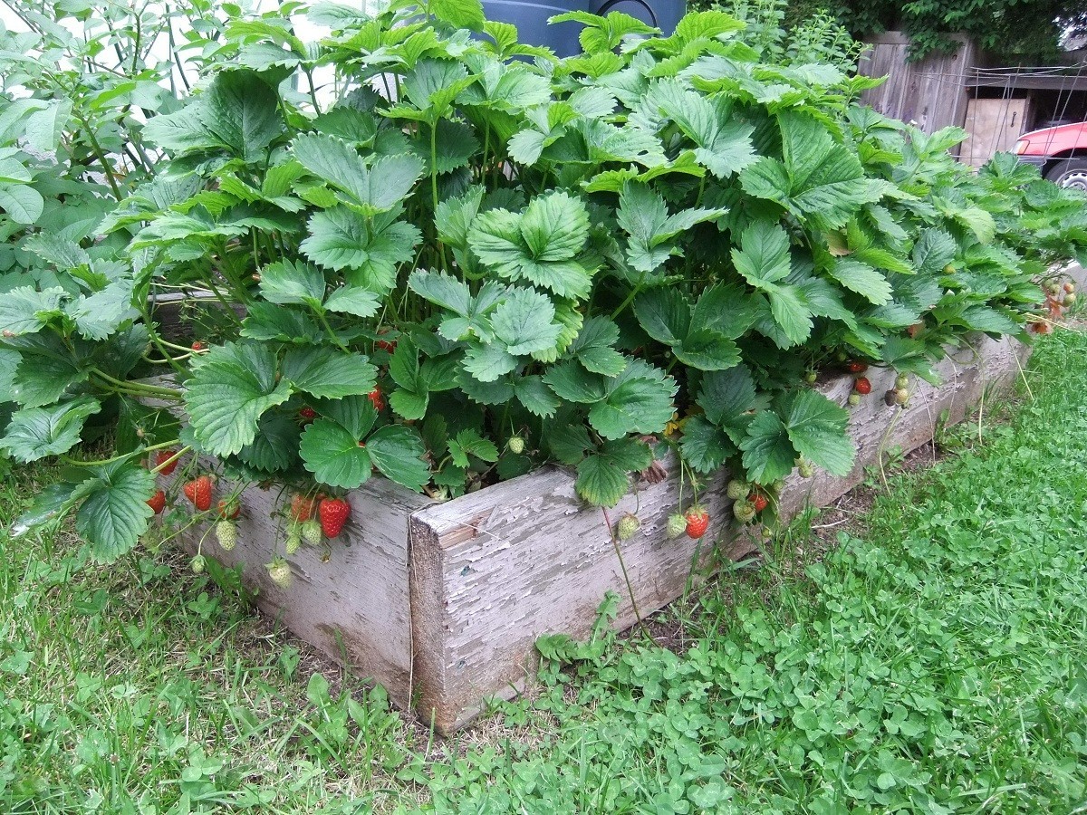 6XL Strawberry Plants “Ozark Beauty” Everbearing(Pack of 6XL Bare Root) Zone 4-9